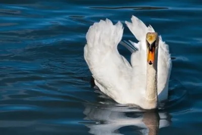 Imagem jigsaw puzzle