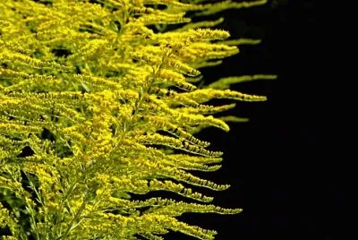 Imagem jigsaw puzzle