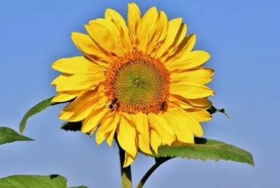 Imagem jigsaw puzzle