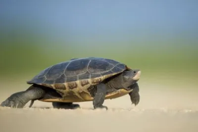 Imagem jigsaw puzzle