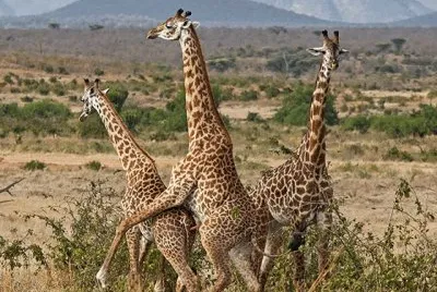 Imagem jigsaw puzzle