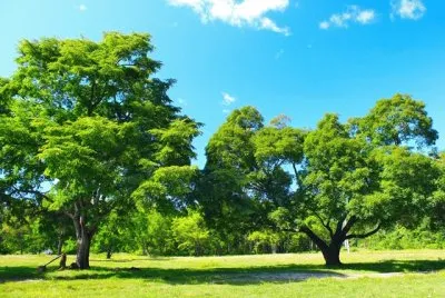 Imagem jigsaw puzzle