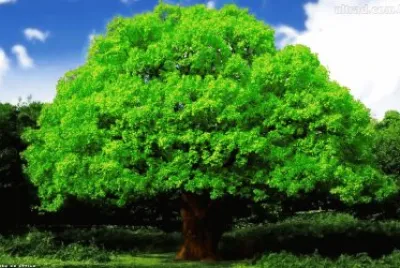 Imagem jigsaw puzzle