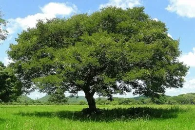 Imagem jigsaw puzzle