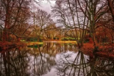 Everglades jigsaw puzzle