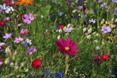 Imagem jigsaw puzzle