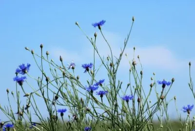 Imagem jigsaw puzzle