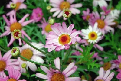 Imagem jigsaw puzzle