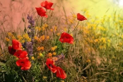 Imagem jigsaw puzzle