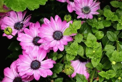 Imagem jigsaw puzzle