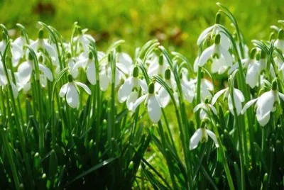 Imagem jigsaw puzzle