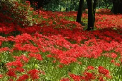 Imagem jigsaw puzzle