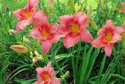 Imagem jigsaw puzzle