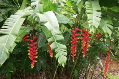 Imagem jigsaw puzzle