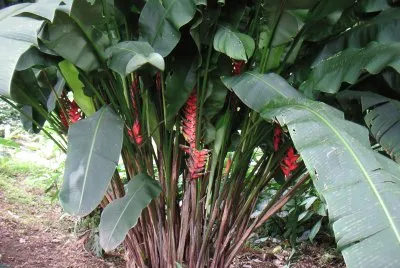 Imagem jigsaw puzzle