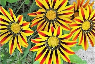 flores