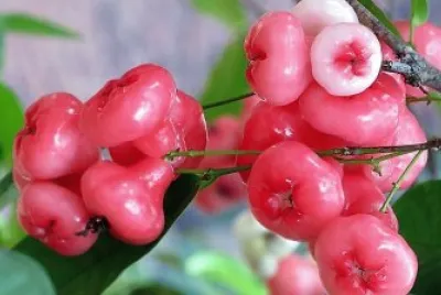 frutas