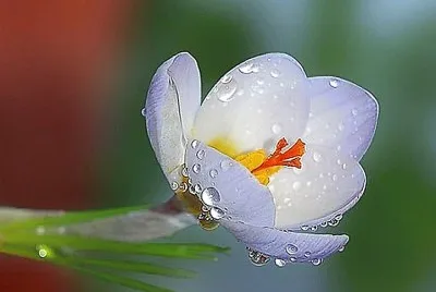 flores