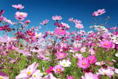 flores