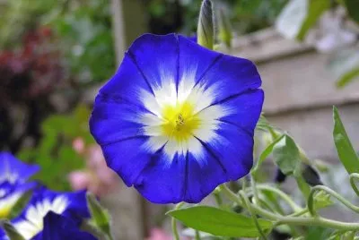 IpomÃ©e
