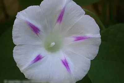 IpomÃ©e