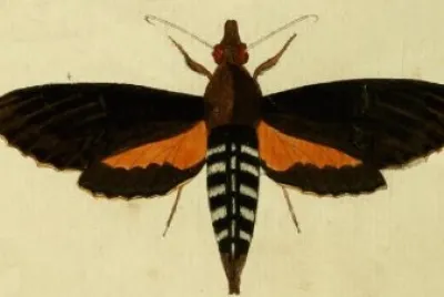 Erinnys alope