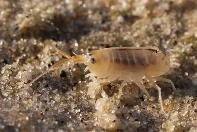 Pulce di mare