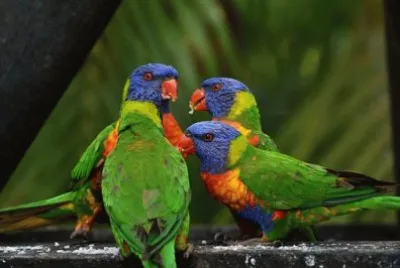 Imagem jigsaw puzzle