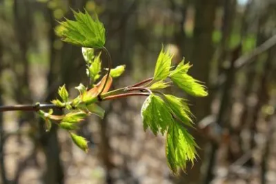 Imagem jigsaw puzzle