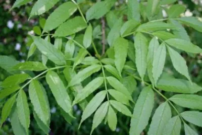 Imagem jigsaw puzzle