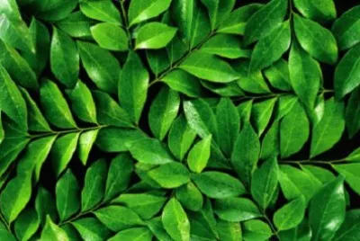 Imagem jigsaw puzzle