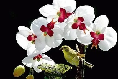 flores