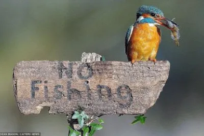 natural jigsaw puzzle