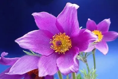 flores
