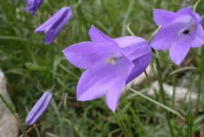 Campanules
