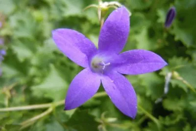 Campanules