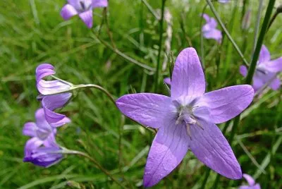 Campanules