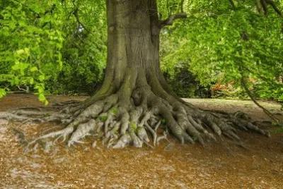 Imagem jigsaw puzzle