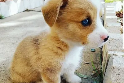 lindo