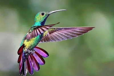 natural jigsaw puzzle