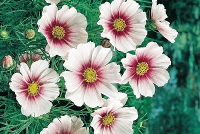 flores