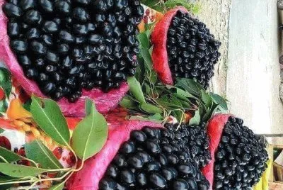 frutas jigsaw puzzle