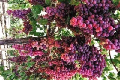 frutas