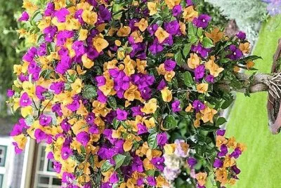 flores jigsaw puzzle