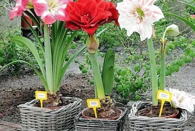 flores