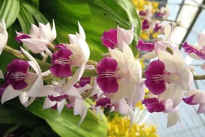 flores