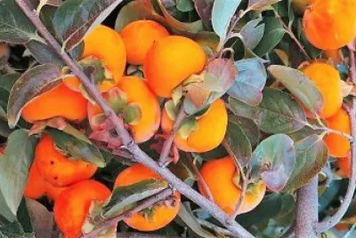 frutas