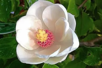 flores