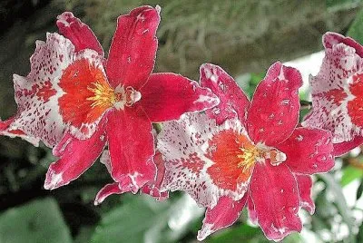 flores