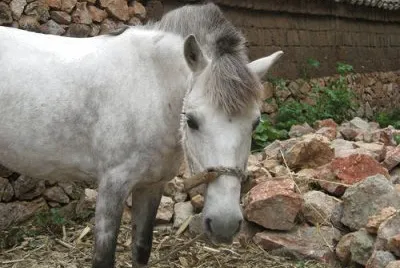 פאזל של Lijiang